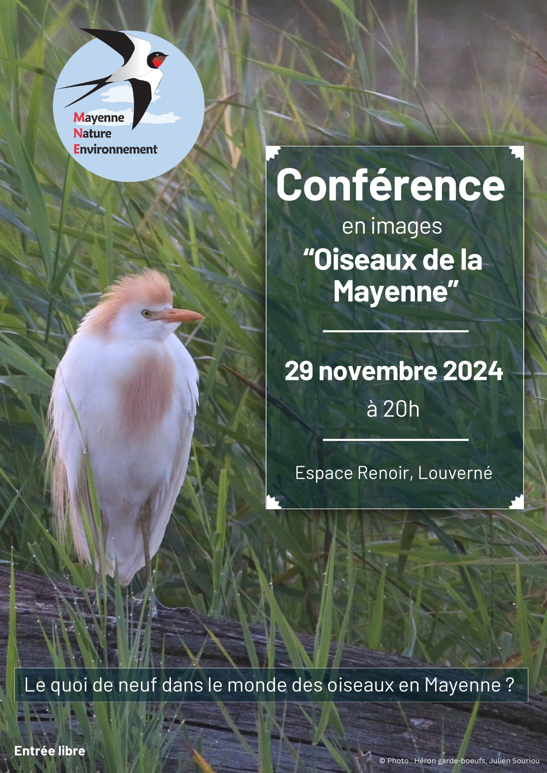 En 2024, que se passe-t-il dans le monde des oiseaux en mayenne ?