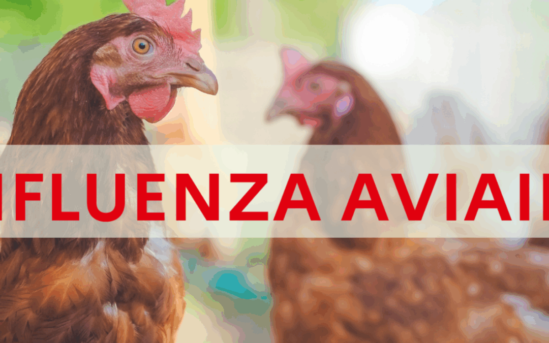 Grippe aviaire : appel à la vigilance en Mayenne
