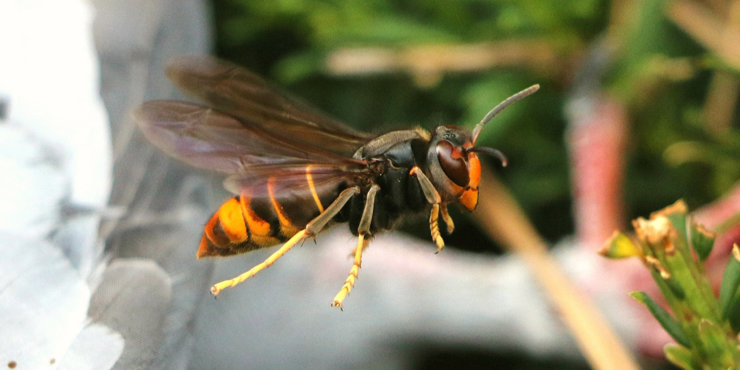 FRELON ASIATIQUE : UNE ACTION CIBLÉE POUR PROTÉGER POLLINISATEURS ET HABITANTS